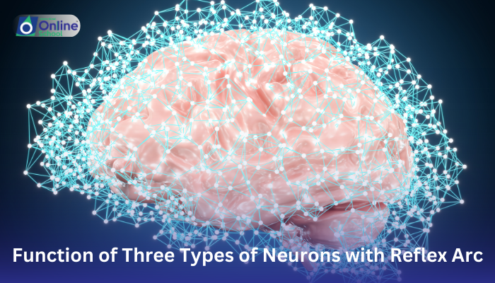 Lesson 07: Function of Three Types of Neurons with Reflex Arc
